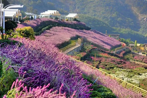 新津花舞人間<a href='http://m.alicanting.com/' target=_blank>旅游攻略</a> 附門(mén)票價(jià)格及交通指南