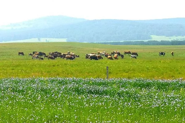 御道口<a href='http://m.alicanting.com/' target=_blank>旅游攻略</a> 去御道口草原怎么走